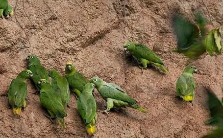 黄冠亚马逊鹦鹉属于什么品种？有哪些喂食的要点呢？