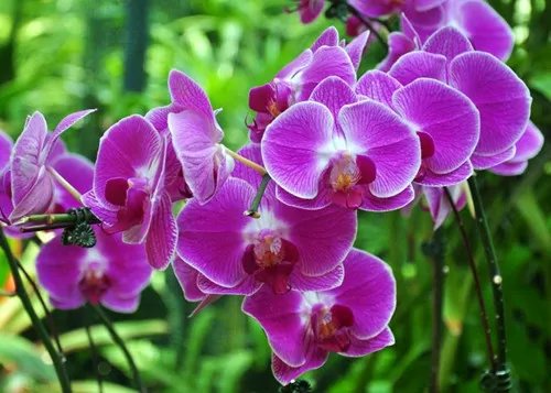 新加坡国花图片及介绍  新加坡国花代表着哪些含义