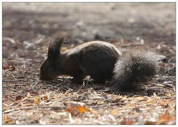 毛耳飞鼠的介绍