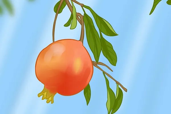 石榴皮煮水的功效是什么