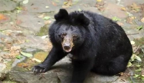 杭州动物园的这只熊火了 杭州动物园有一只熊最近特别火