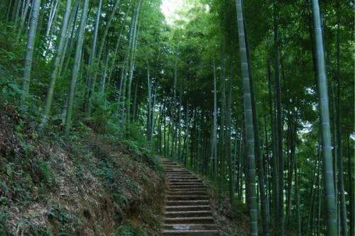 安吉旅游景点排名前十有哪些？