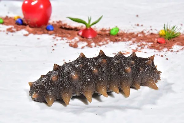 海参的营养价值和功效