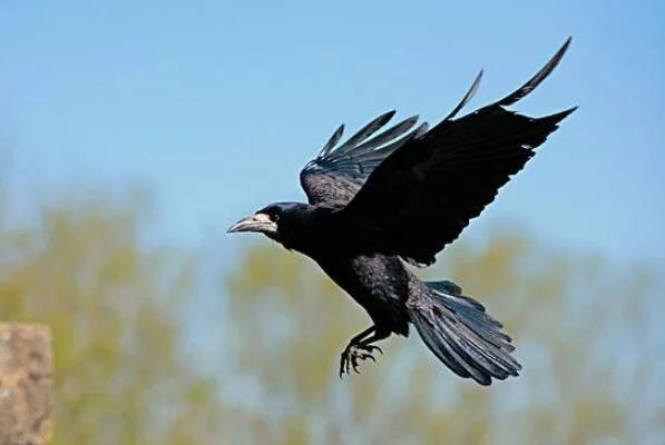 十大生命力最强的动物排行 骆驼上榜,第一在真空状态下也能生存