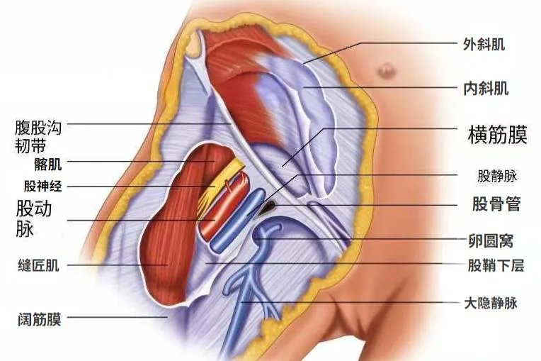 腹股沟区解剖图