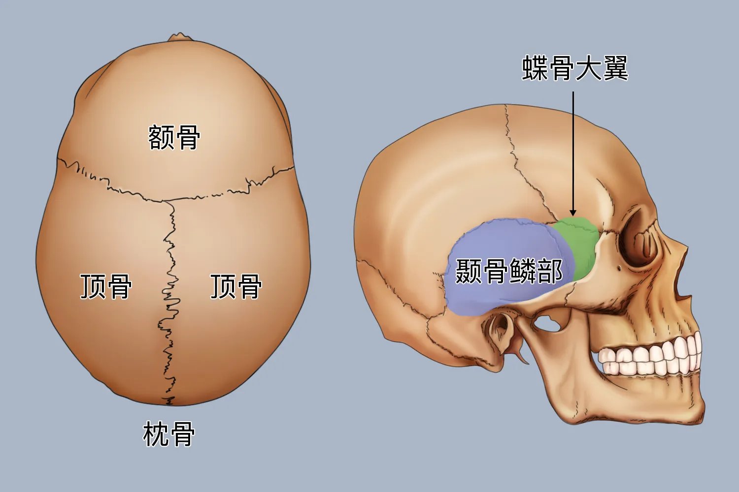 颅顶是哪个部位