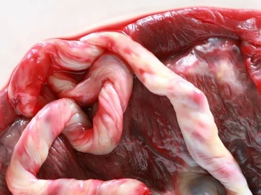 女性食用胎盘的功效与作用