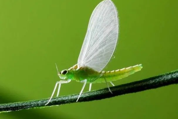 蜉蝣：蜉蝣目昆虫的统称(具有朝生暮死的特性)