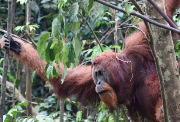 世界上十大濒危动物名单，双峰驼排第四，第七是活化石