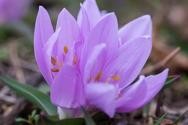 雪莲花的作用与功效