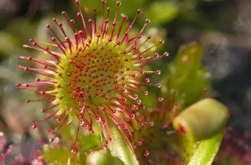 重庆发现了吃虫植物，这种植物会吃哪些虫子？