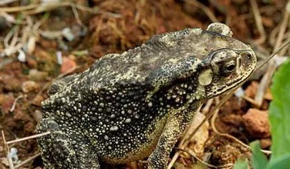 蟾蜍的养殖方法