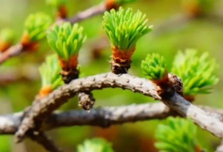 日本落叶松长什么样子？都有哪些形态特征呢？