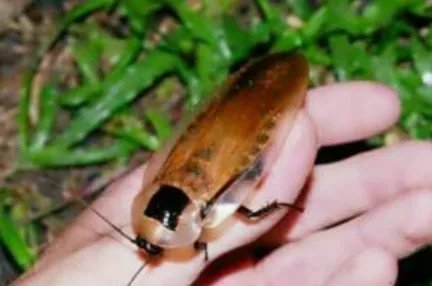 伪死人头蟑螂有毒吗 伪死人头蟑螂繁殖能力