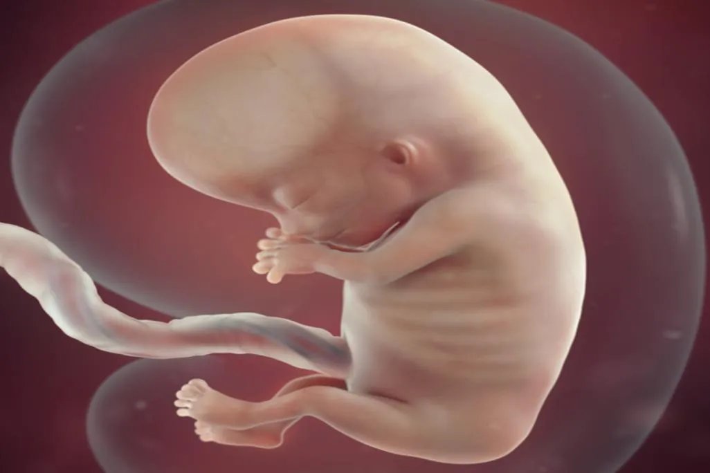 怀孕三个月是什么样子