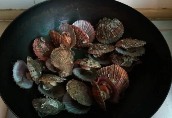 贝壳的做法怎样做好吃?