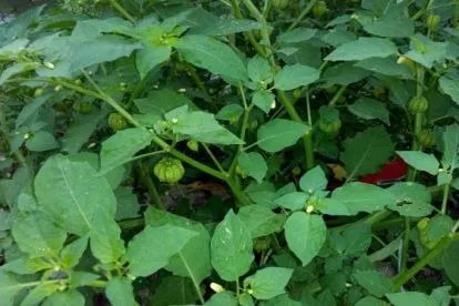 天泡子草药图片