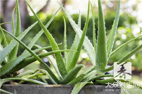 消除甲醛的植物