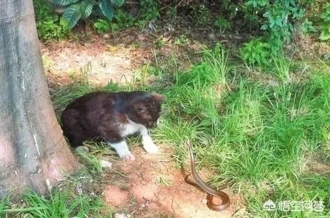 猫蛇大战蛇斗不过猫