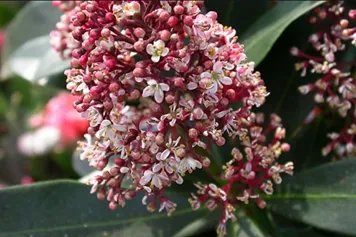 茵芋的功效与作用