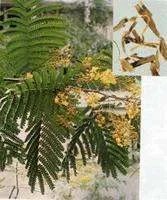 苏木科有哪些植物