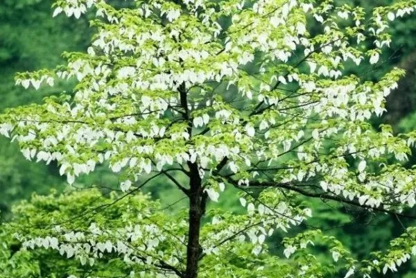 哪种树被称为活化石