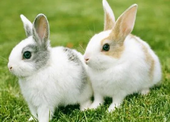 世界上最快的兔子，欧洲野兔(72公里/小时)