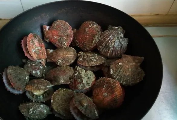 贝壳的做法怎样做好吃?