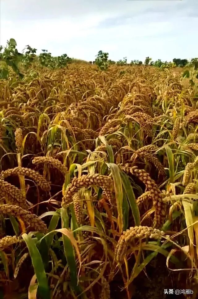 袁隆平院士逝世,为什么很多人很悲伤?