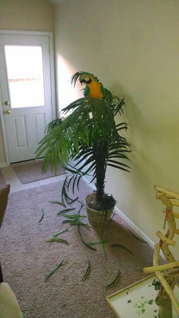 好气又好笑！愤怒鸟合集：一同见证鸟嘴的破坏力！