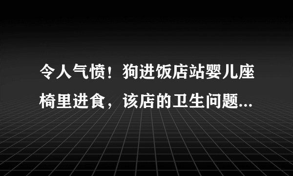 令人气愤！狗进饭店站婴儿座椅里进食，该店的卫生问题是否堪忧？