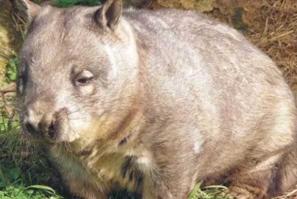 世界上十大濒危动物名单，双峰驼排第四，第七是活化石