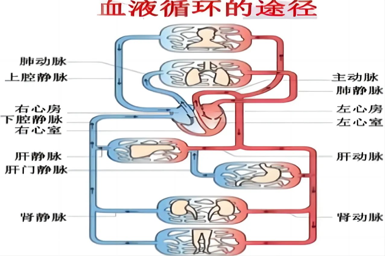 人体血液循环简图