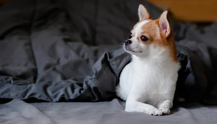 吉娃娃有几种性格特征 养吉娃娃应注意哪些事项