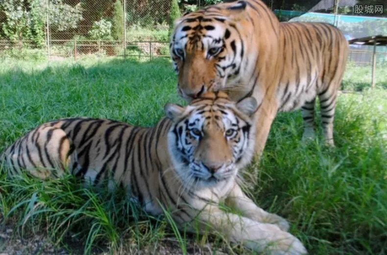 八达岭老虎咬人案 事情经过是怎样的