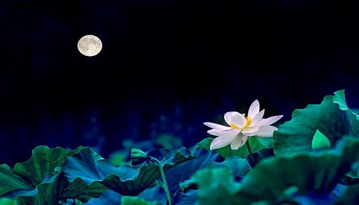 莲花的别称有哪些 莲花的别名有哪些