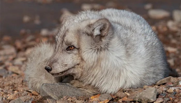 什么动物最容易摔倒 什么动物最容易摔倒脑筋急转弯