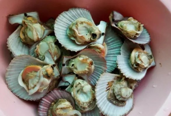 贝壳的做法怎样做好吃?