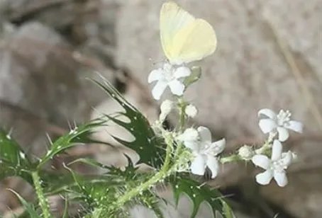 坏女人花有什么功效 坏女人花为什么有毒