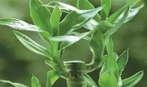 草名大全及寓意