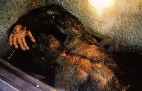 臭鼬猿长什么样子的图片 臭鼬猿真的存在吗