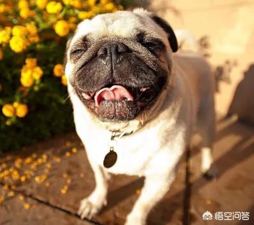 狗狗四肢无力怎么办?