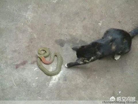 猫蛇大战蛇斗不过猫
