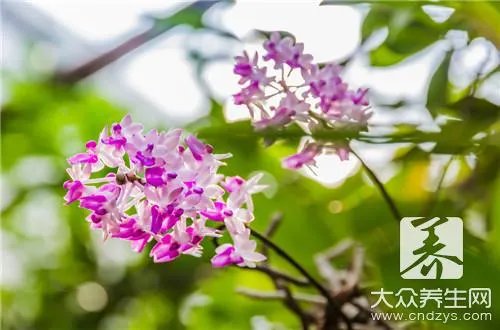 铁皮石斛花的功效与作用吃法