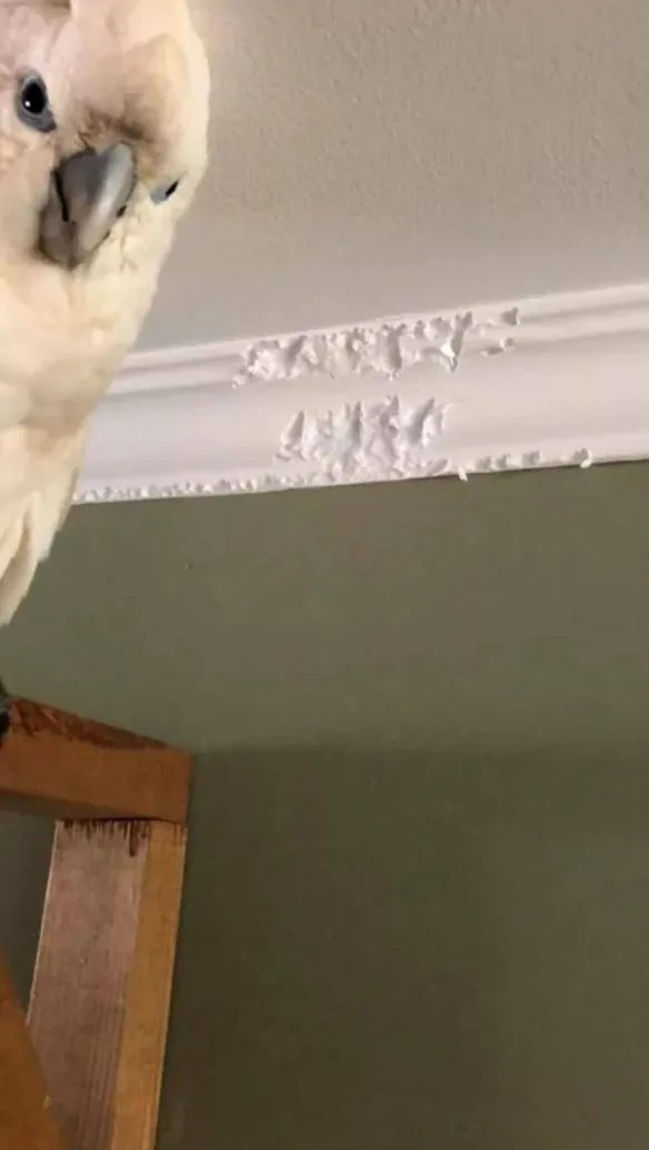 好气又好笑！愤怒鸟合集：一同见证鸟嘴的破坏力！