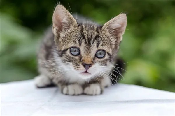 草原斑猫:野猫的中国亚种,食肉动物性情暴躁