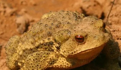 蟾蜍的养殖方法