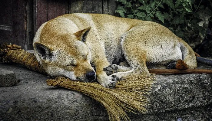 贝生吉犬喂养技巧指南 贝生吉犬不适合吃的食物