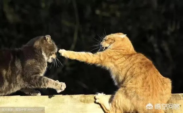 猫蛇大战蛇斗不过猫