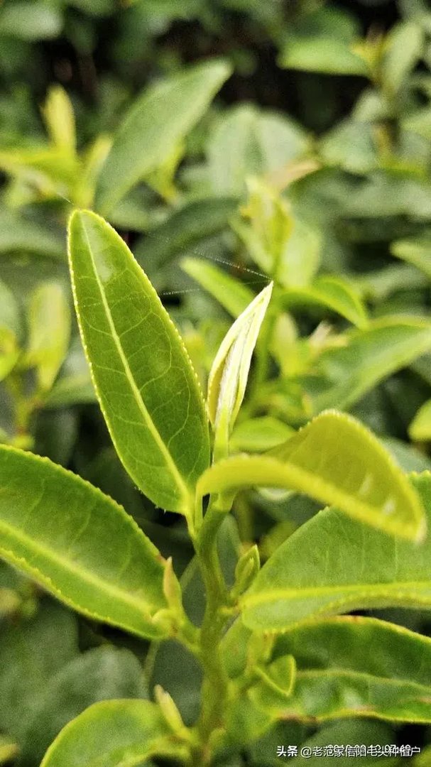 正宗信阳毛尖价格多少钱一斤？